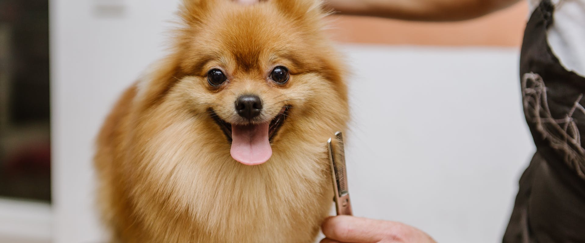 pomeranian being groomed with a metal comb