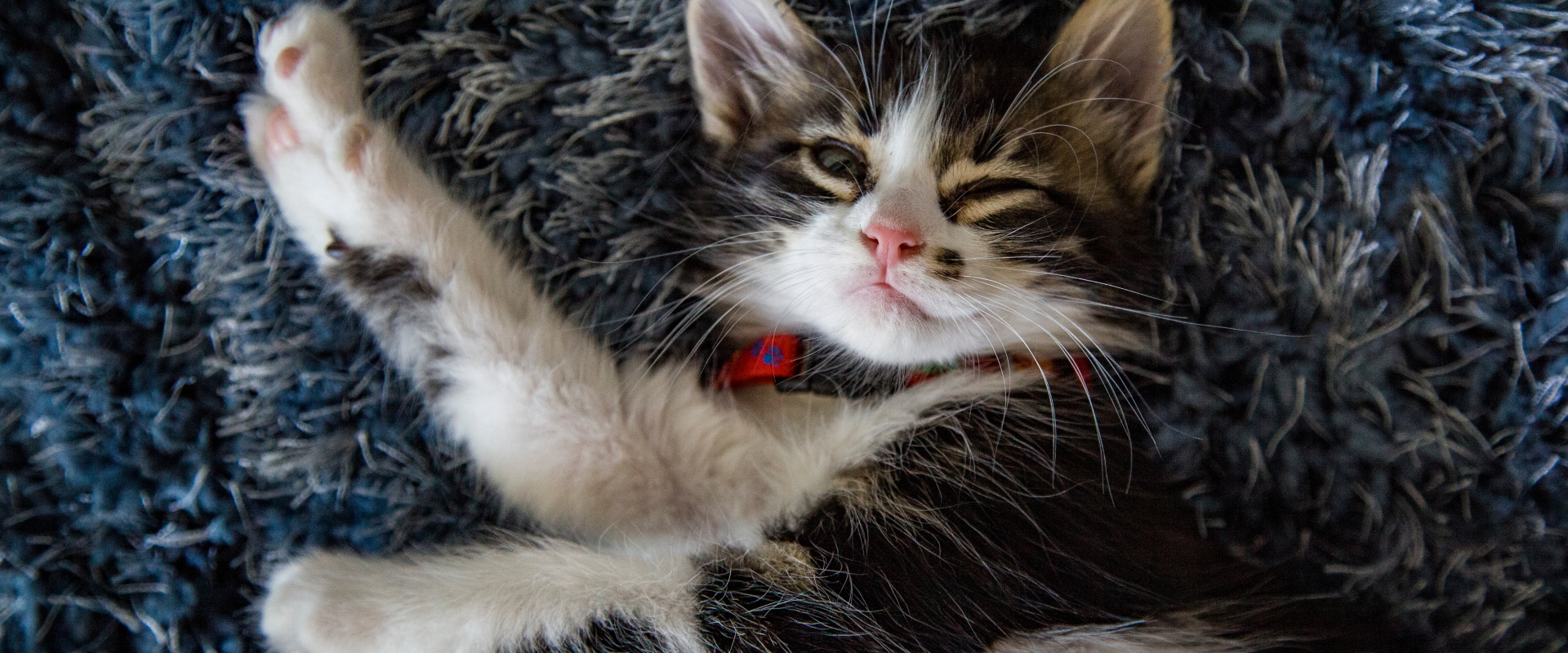 A kitten wearing a collar stretches. 