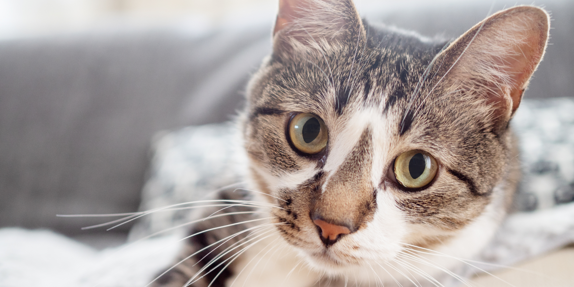 A brown and white cat sitting on a couch.