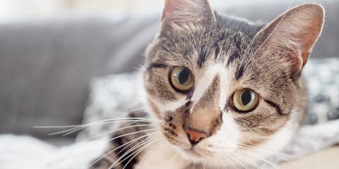 A brown and white cat sitting on a couch.