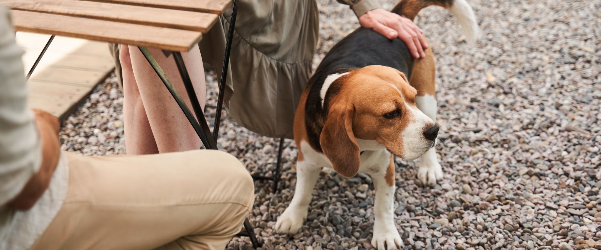 beagle being stroked in an outdoor patio