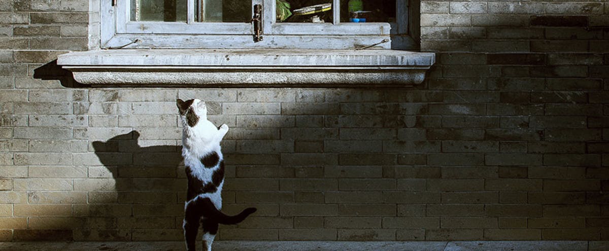 A cat standing on its back legs, peering into a window