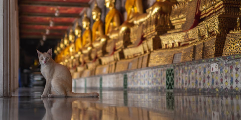 A cat in a Buddhist temple