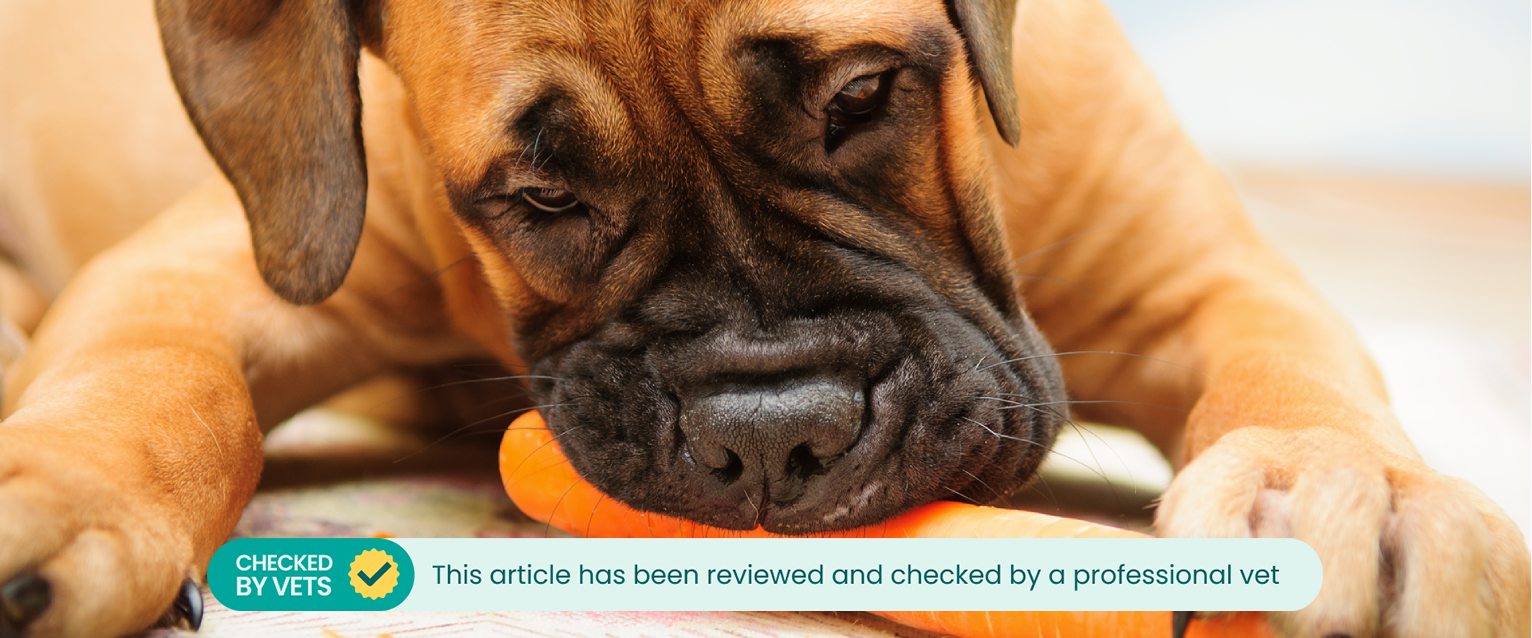 A dog eating a carrot