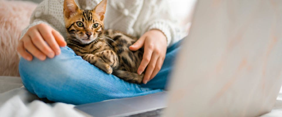Cat sat on someone's lap, facing a laptop