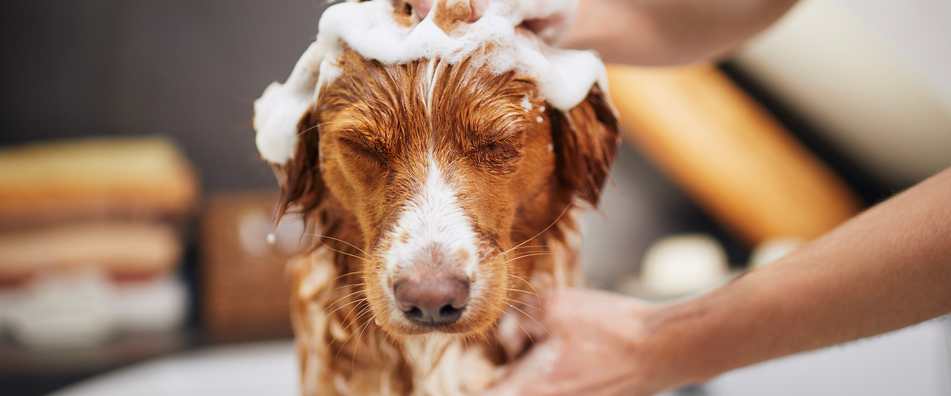 7 Best Dog Shampoos for Itchy and Sensitive Skin - iHeartDogs