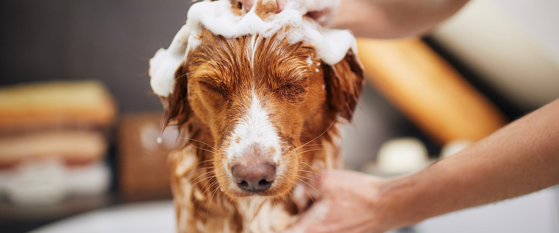 A person shampooing a dog's head in the bath tub