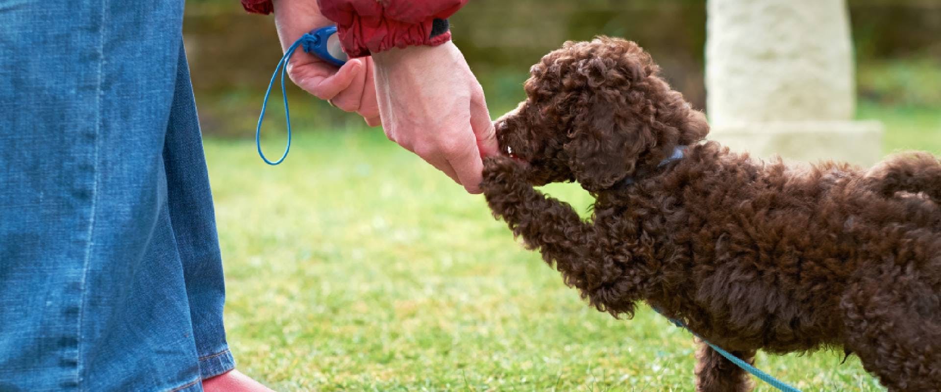 Puppy Poodle eating a puppy training treat