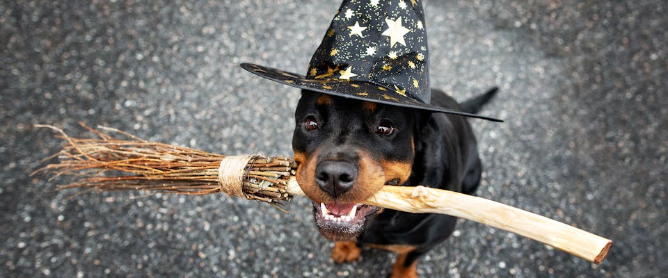 A dog wearing a witches hat and holding a broomstick in its mouth