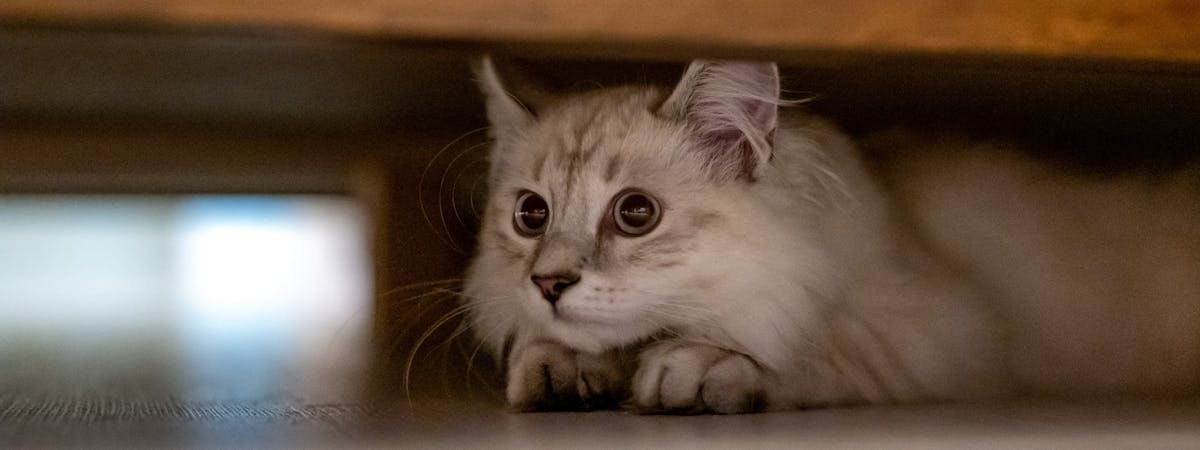A cat under a table