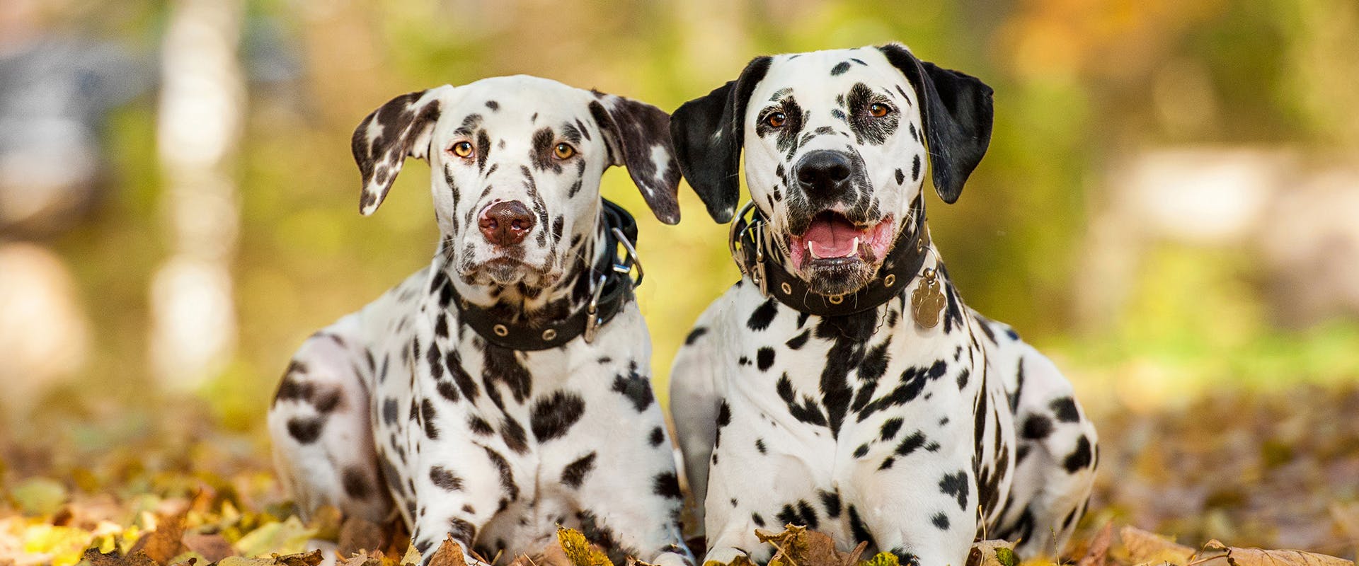 Two Dalmatian dogs sitting side by side