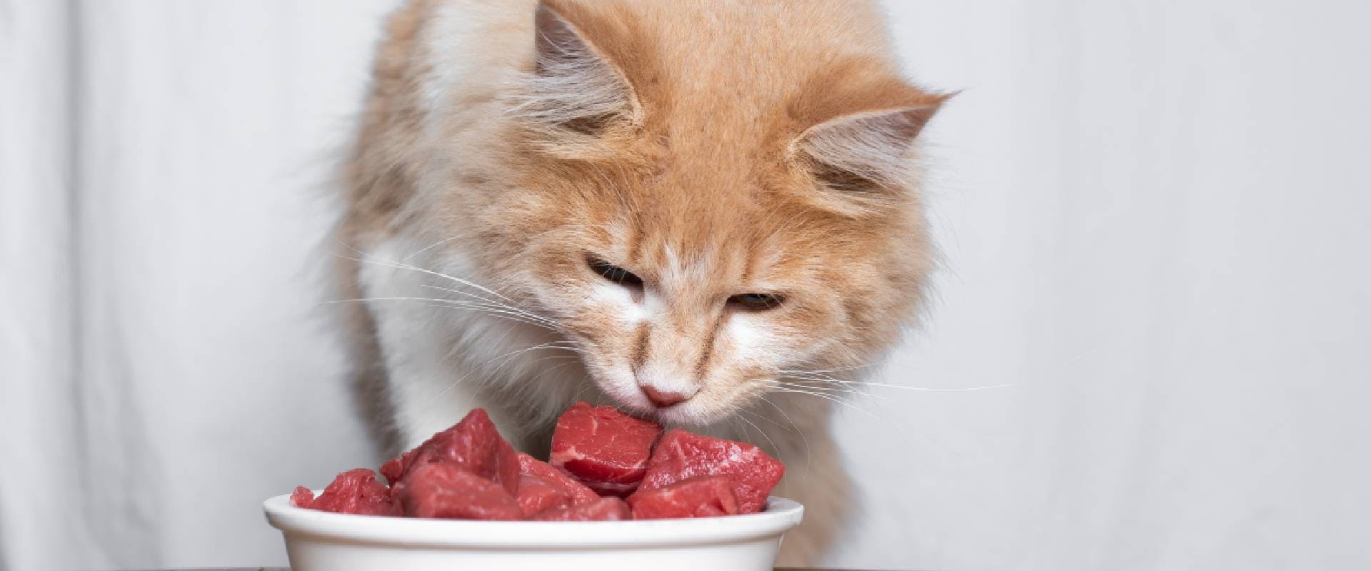 Ginger cat eating raw meat