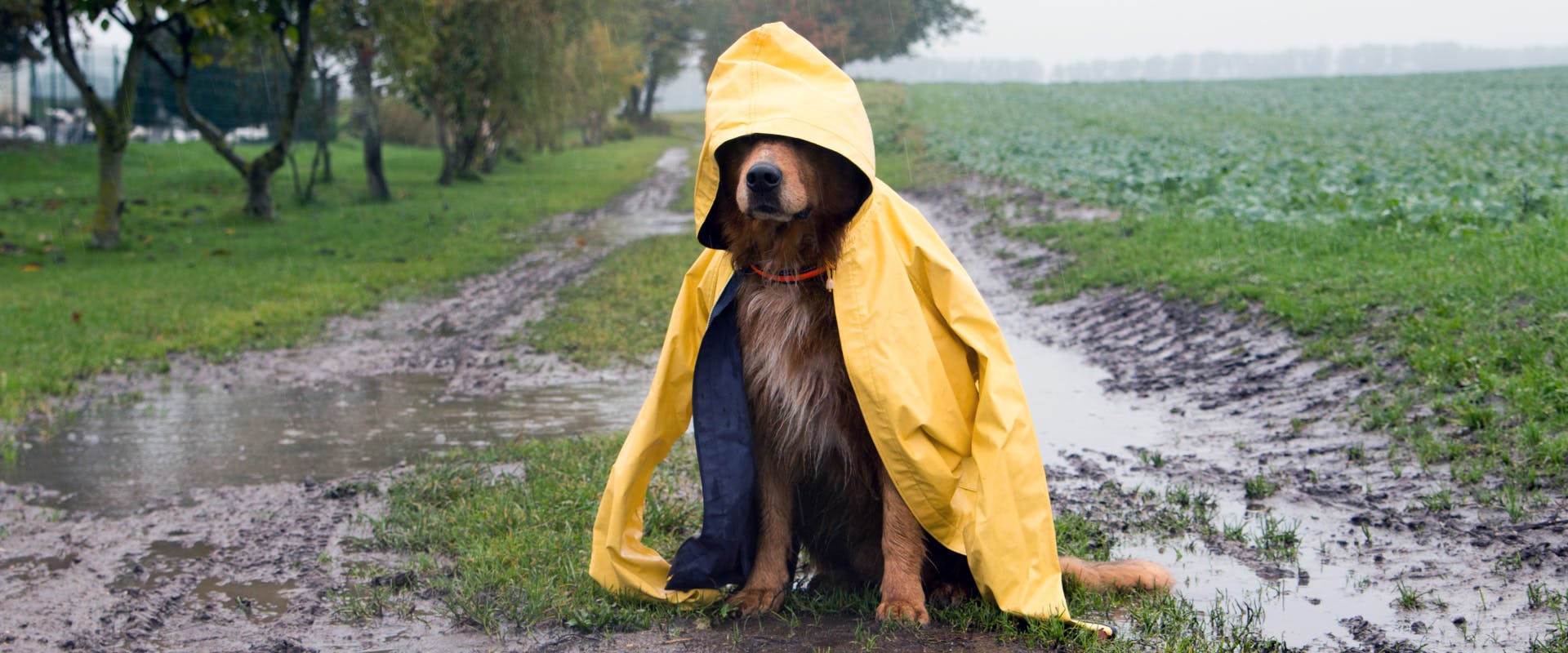 golden retriever sat in a puddle with a yellow rain coat over it in the rain