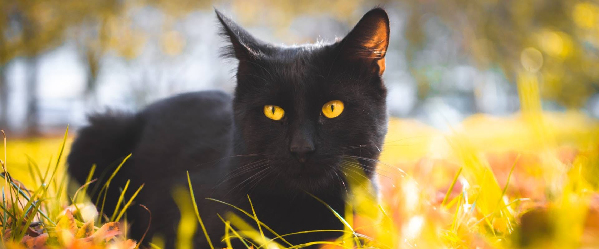 Black cat with yellow eyes outside
