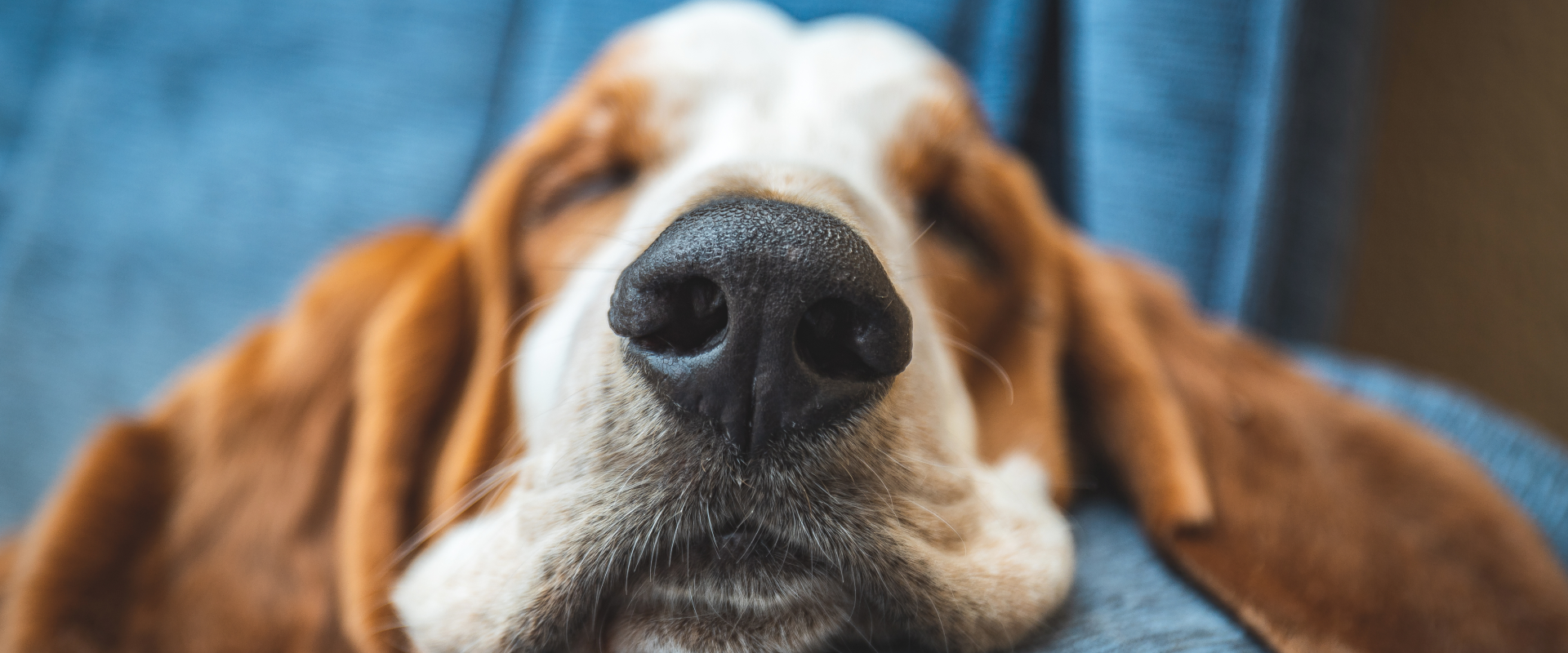 basset hound asleep on a blue chair