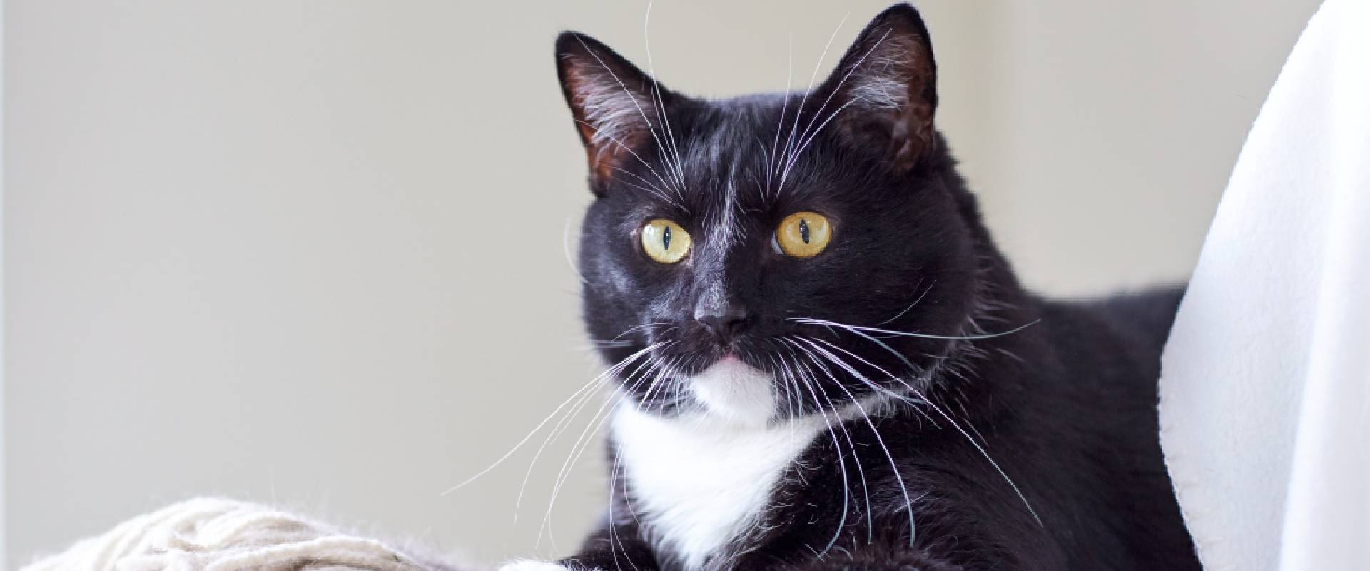 12 Black and White Cat Facts | TrustedHousesitters.com, image size:1920x800