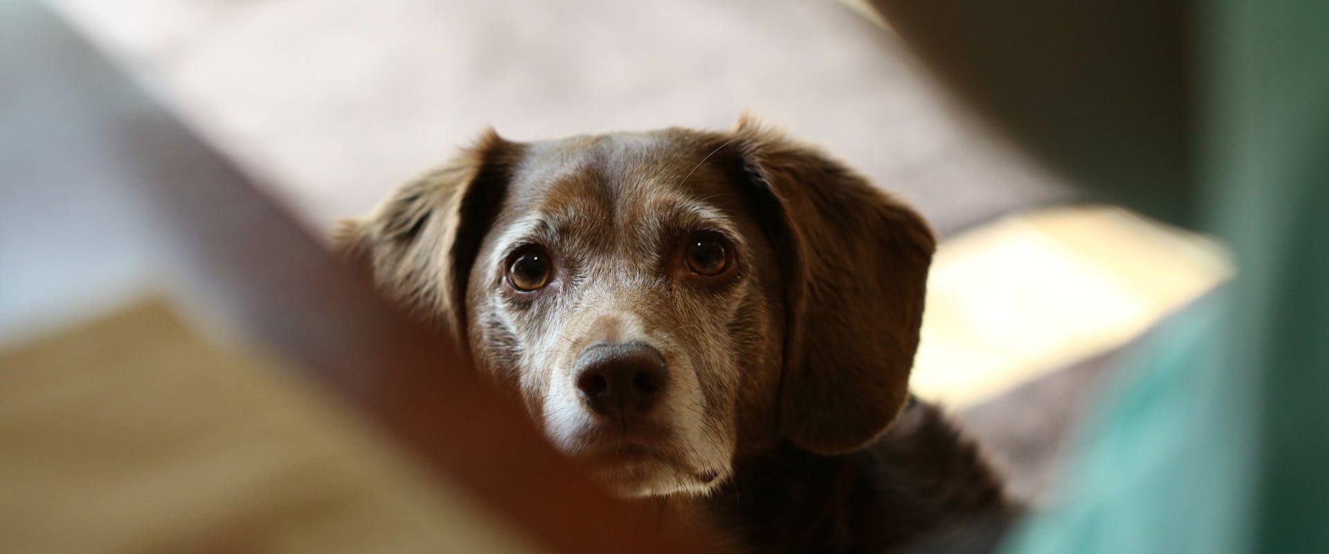 Why Does My Dog Stare At Me While Lying Down