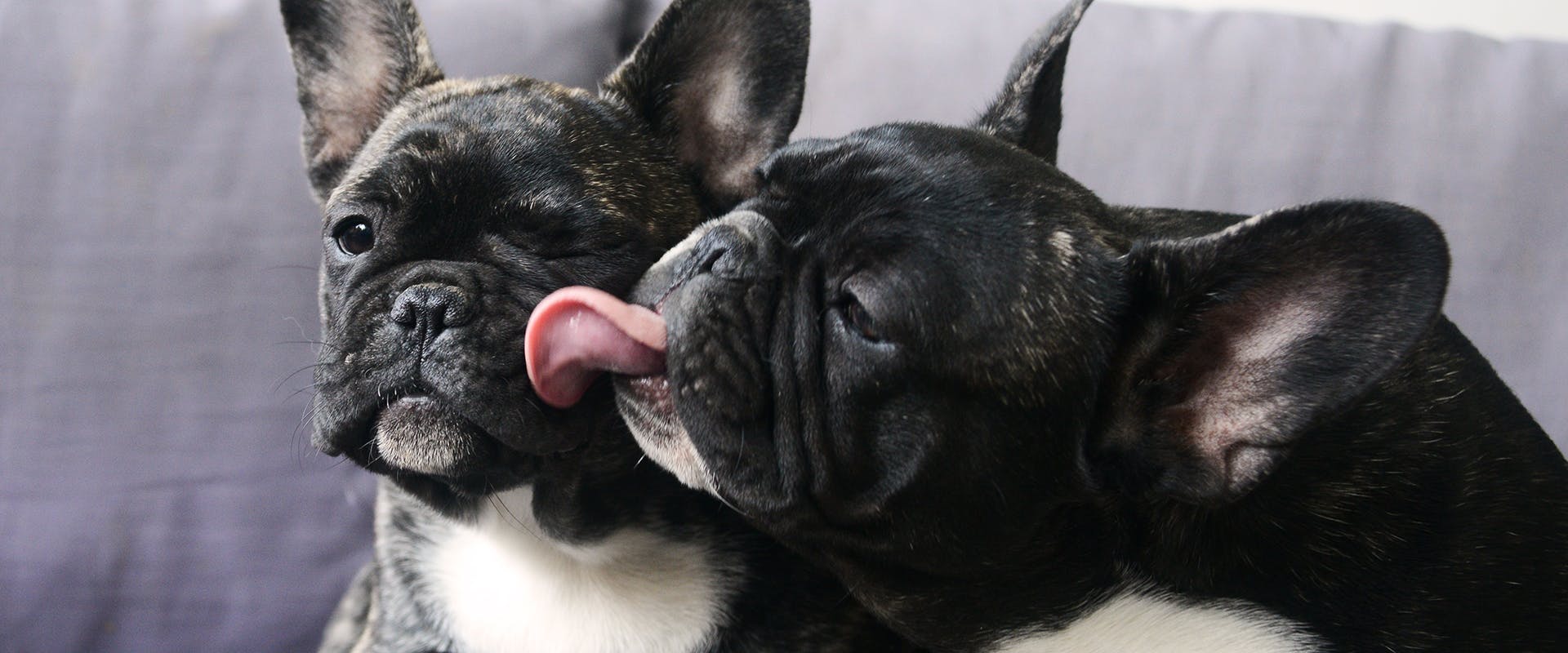 Two black French Bulldogs sitting on a blue sofa, one licking the face of the other