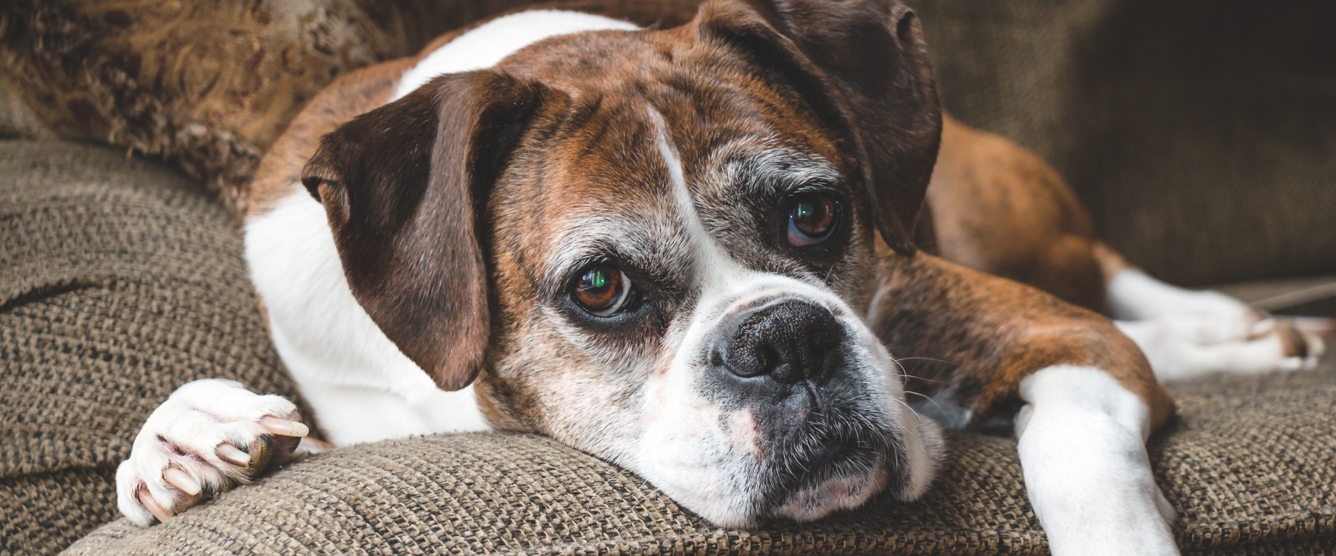 boxer dog lying on a sofa