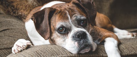 boxer dog lying on a sofa