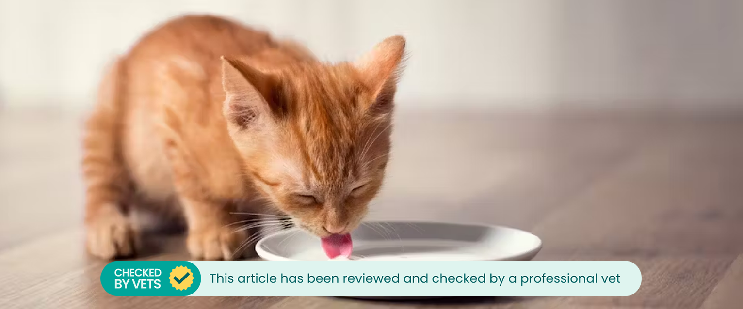 can dogs and cats drink milk
