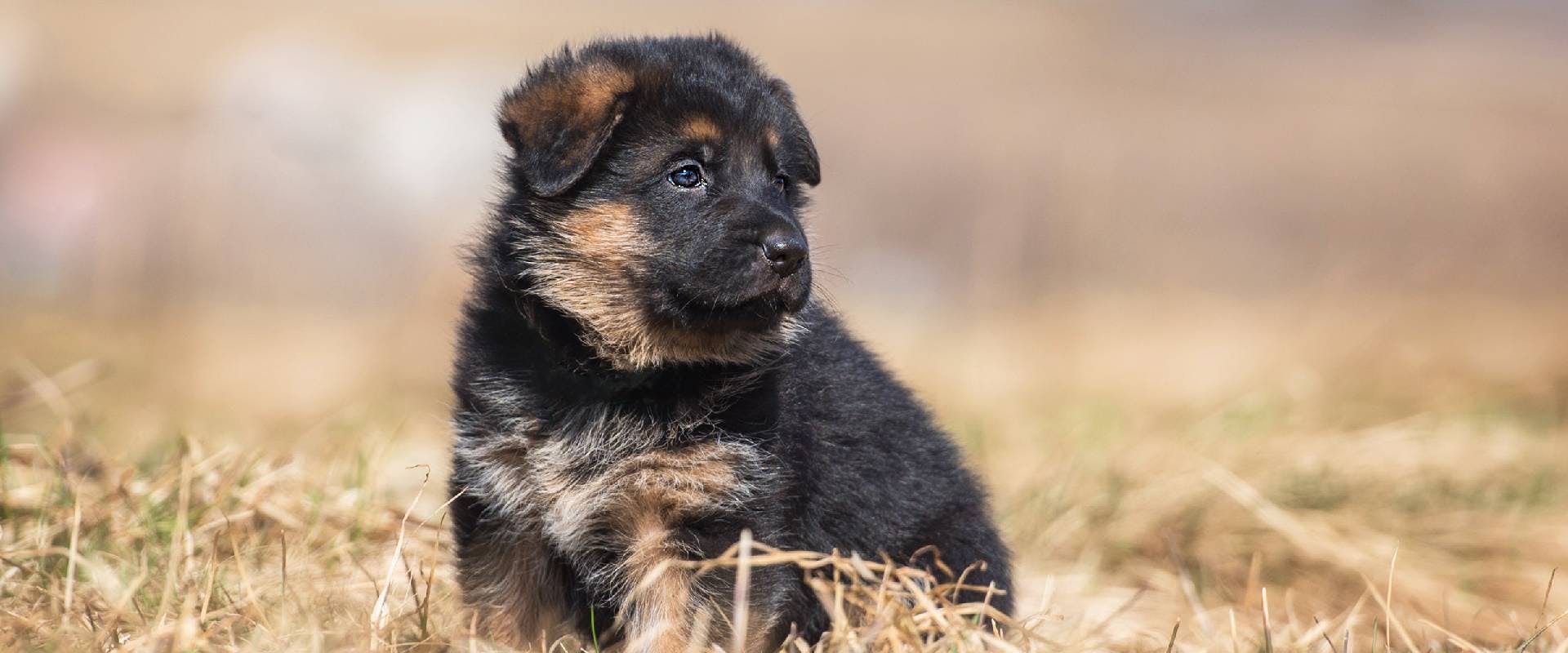 German Shepherd puppy sat in a field