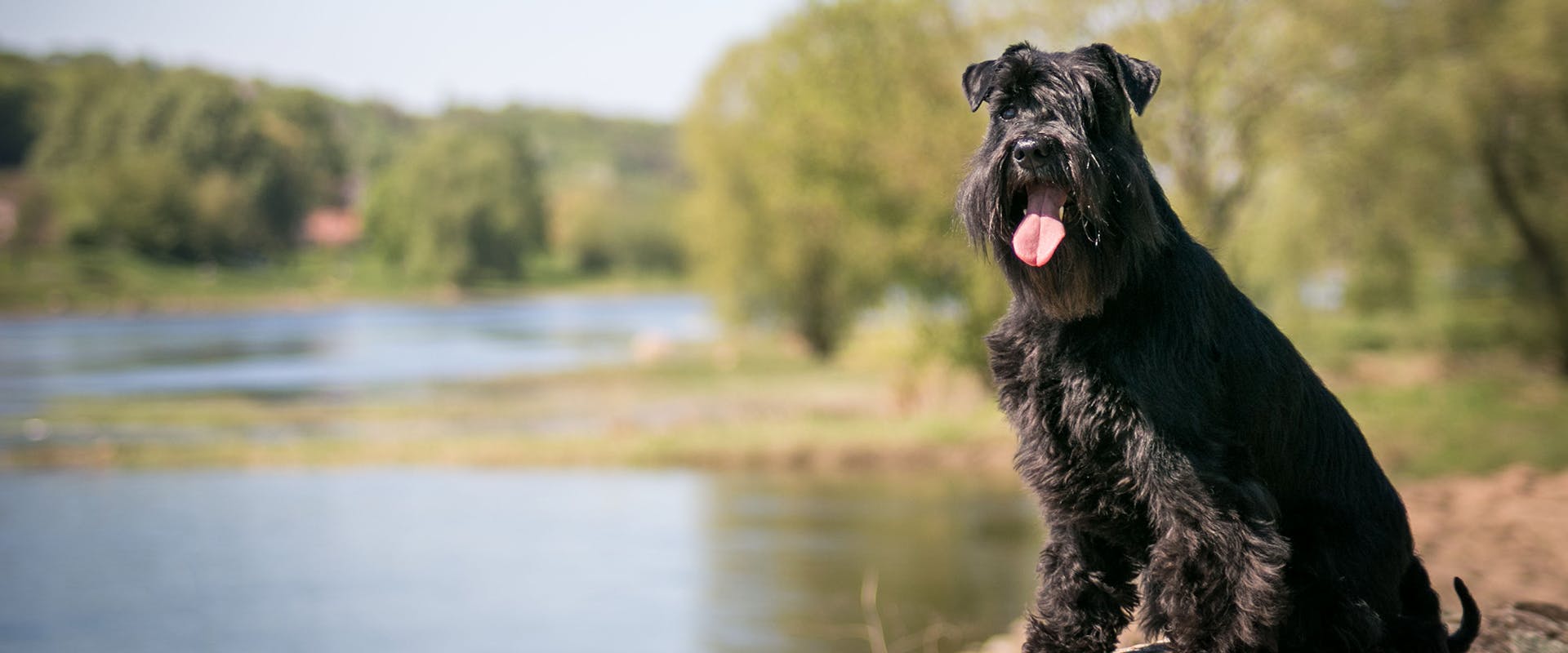 A black Giant Schnauzer dog sitting beside a lake, with some trees in the background