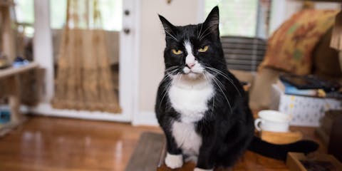 Grumpy looking black and white cat sitting indoors