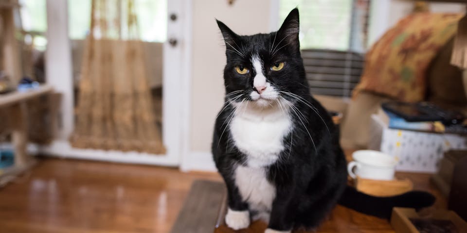 Cat Pun Names TrustedHousesitters cat-pun-names-trustedhousesitters