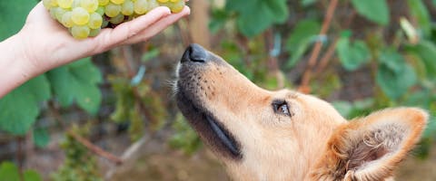 A dog sniffs some grapes, one of the top pet care hazards.
