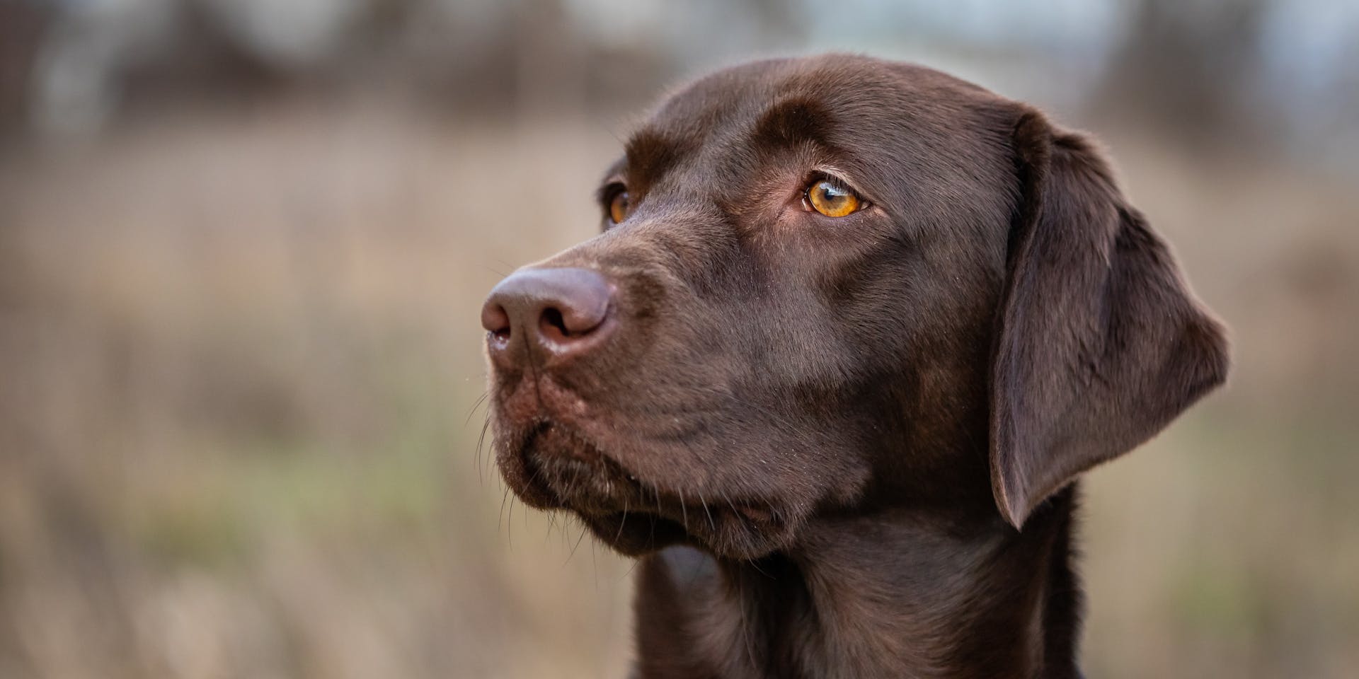 Close-up of a chocolate lab