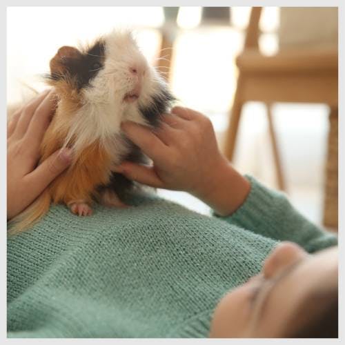 A pet sitter sitting with a guinea pig.