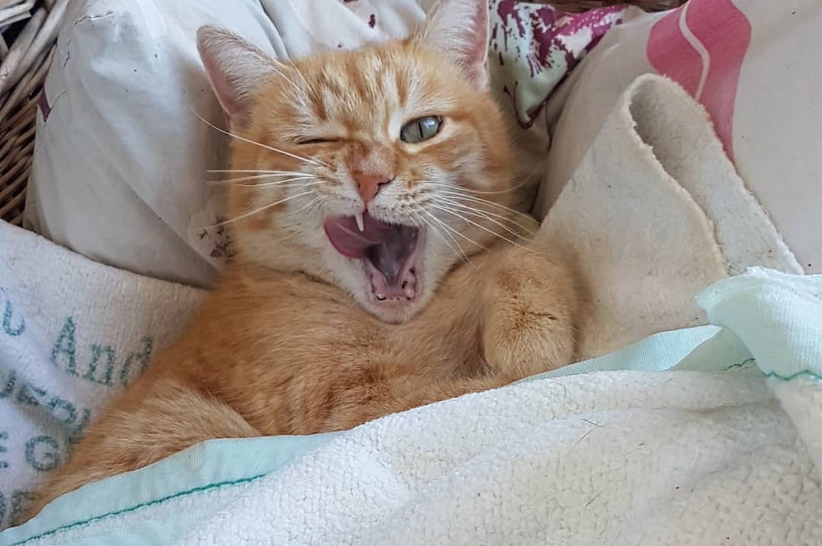 A cat laying down in bed with blankets covering him