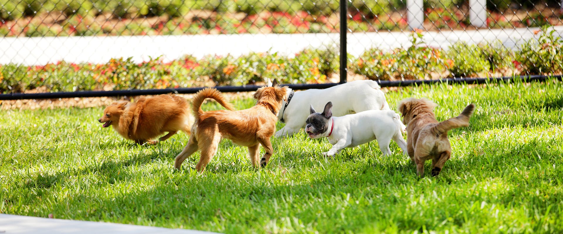 A group of dogs playing in a dog park