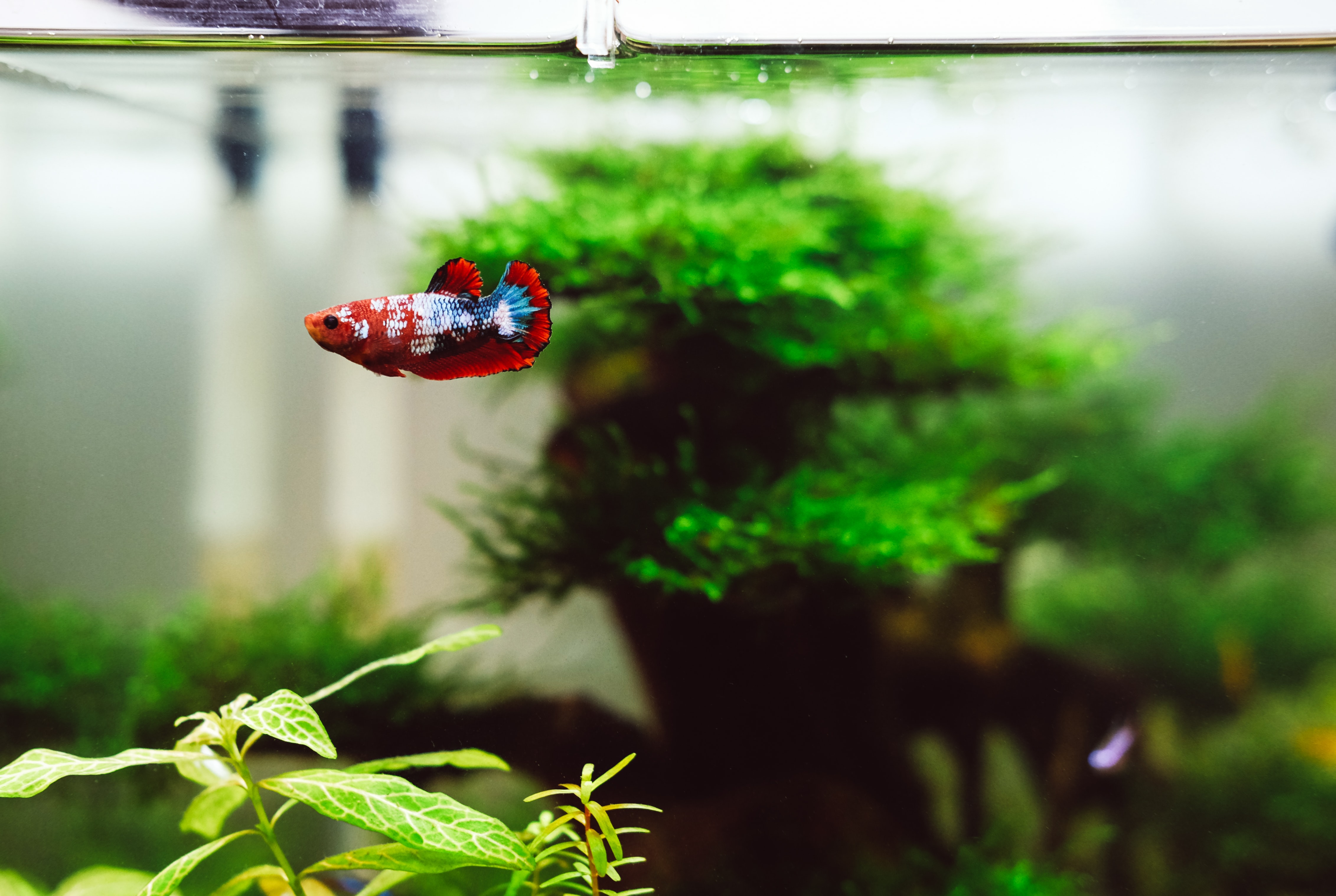 A bright red and blue fish swimming in a tank