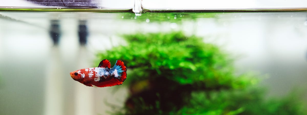 A bright red and blue fish swimming in a tank