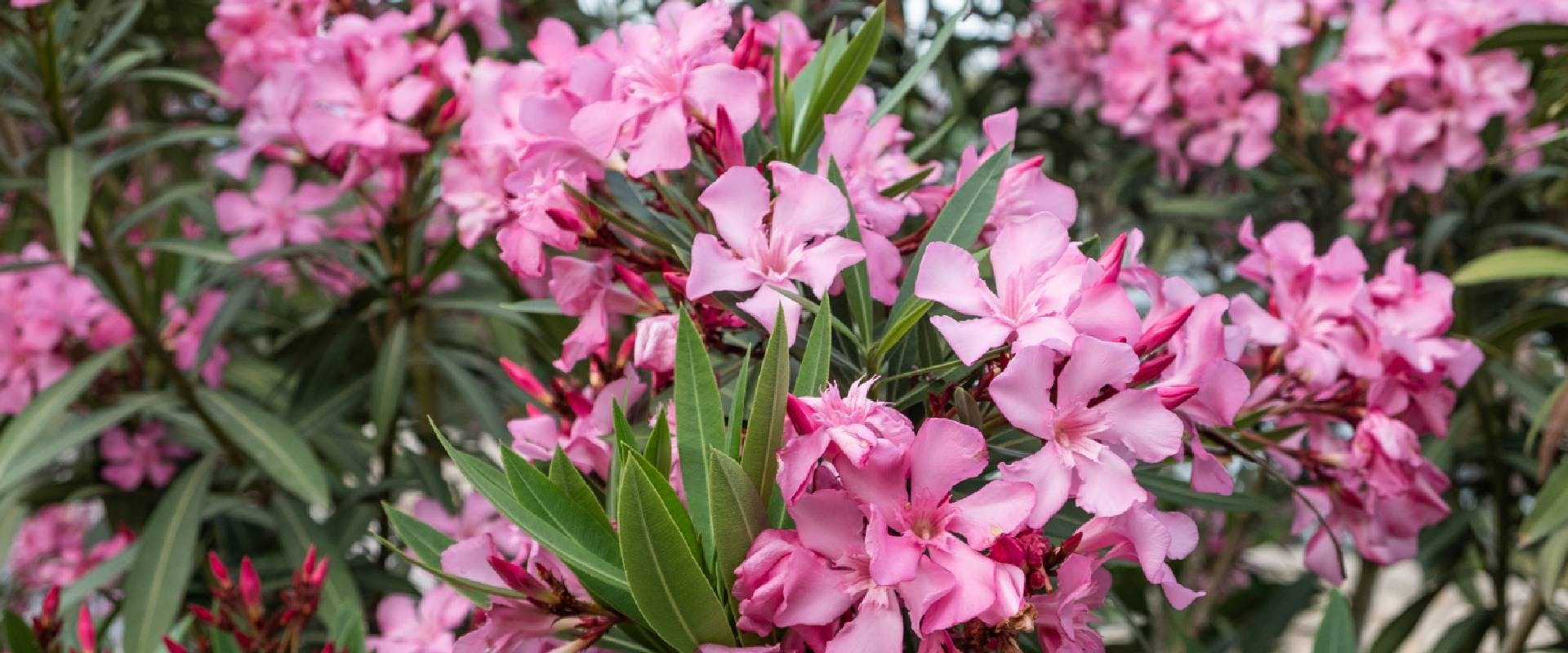 Pink oleander plant