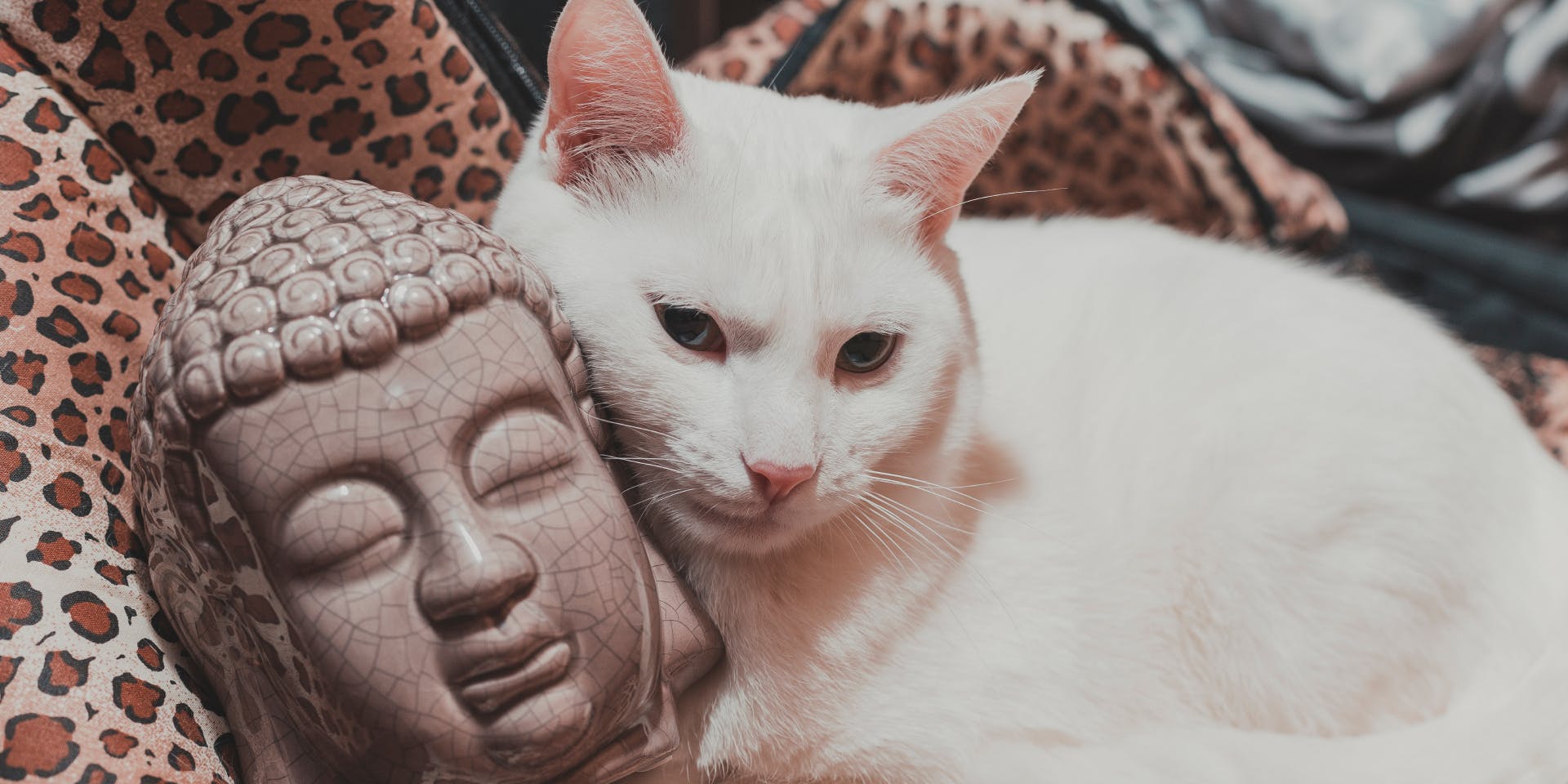 A white cat sitting with a statue of Buddah