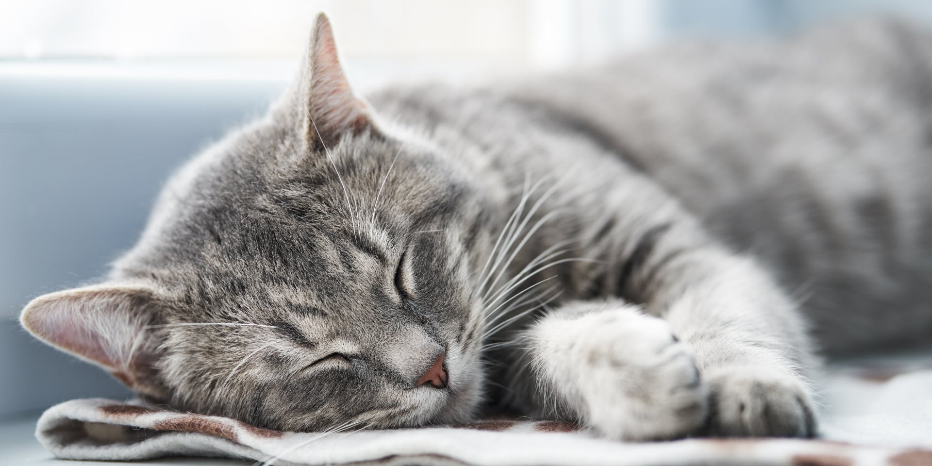 A cute gray cat sleeping.