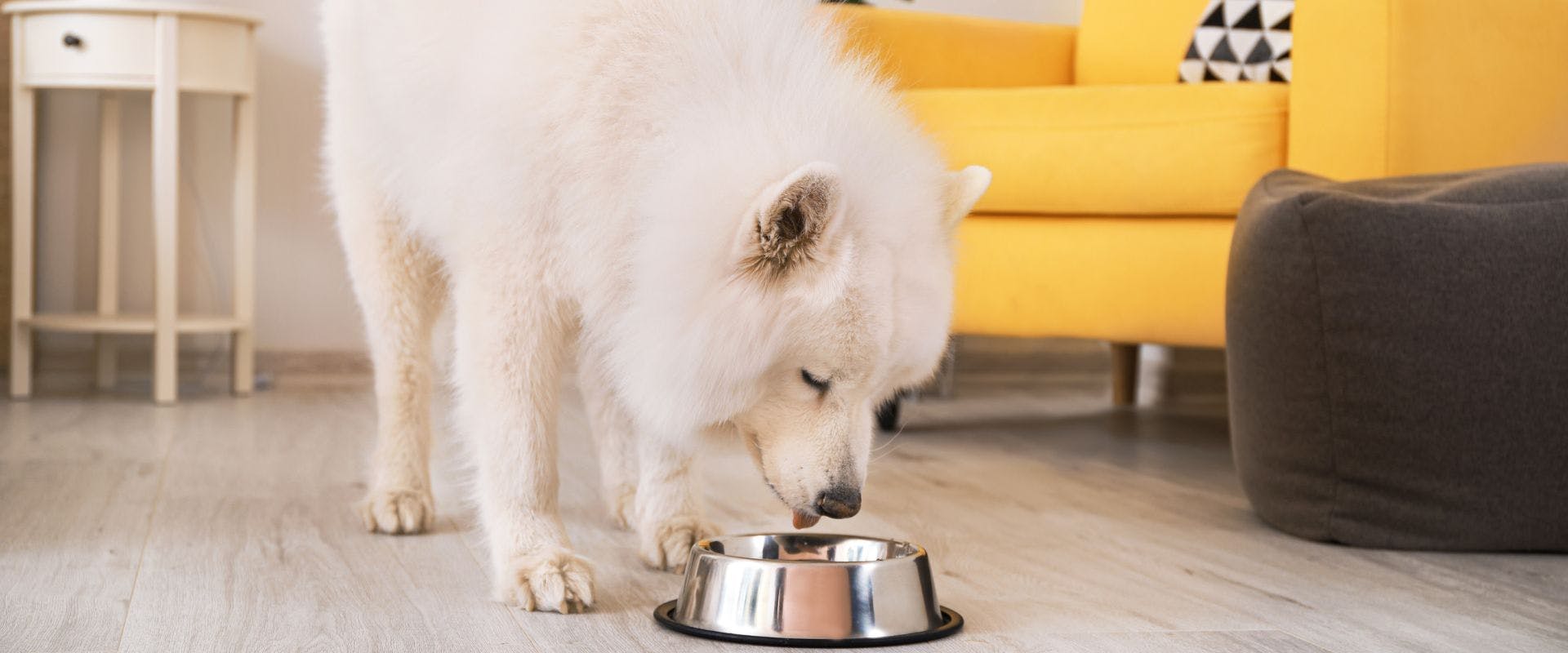 Samoyed dog eating from bowl at home