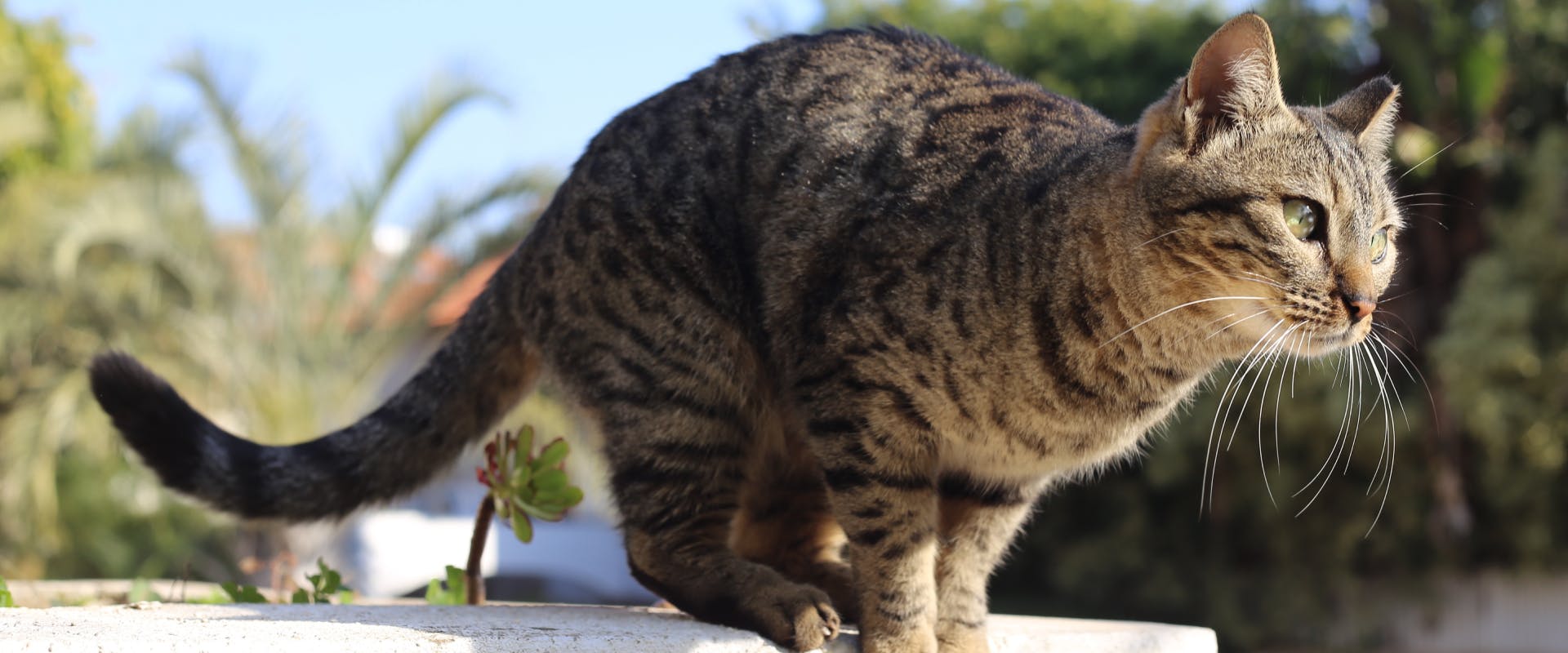 a tabby cat about to jump from an outside wall