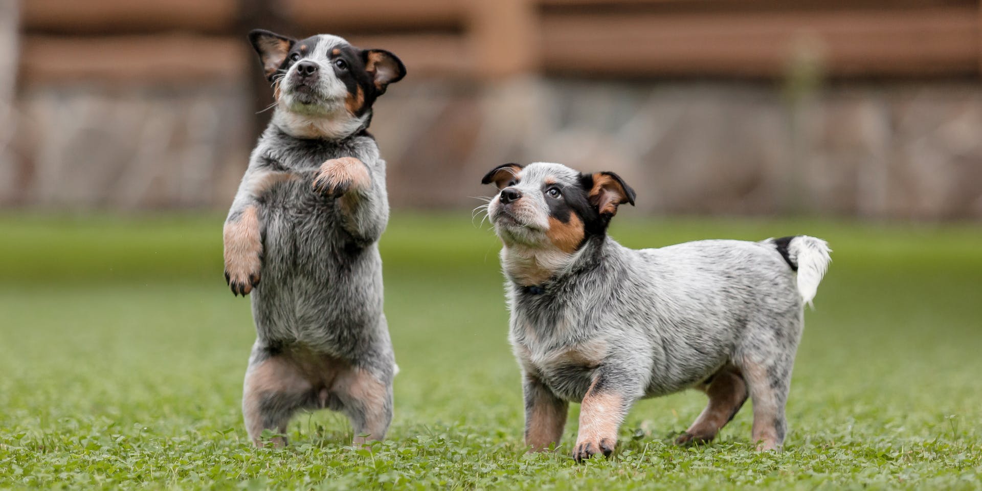 Two cute Blue Heeler puppies playing together.