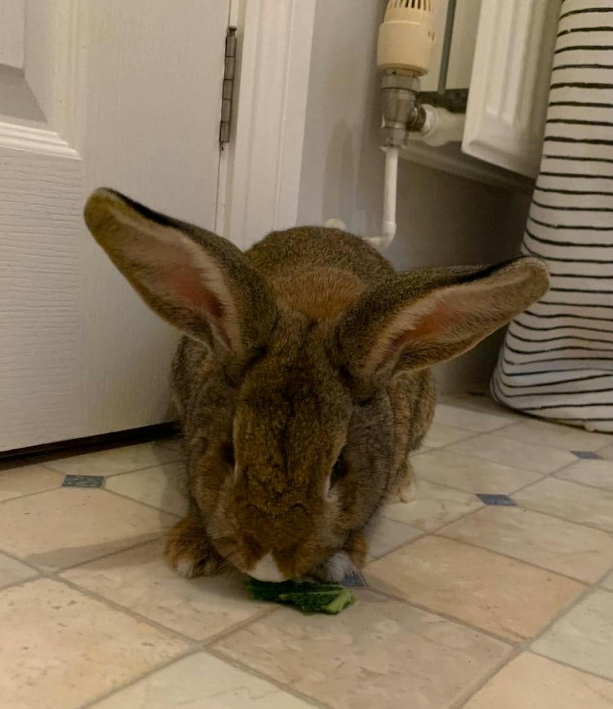 Rabbit named Ivor chewing on cabbage. 