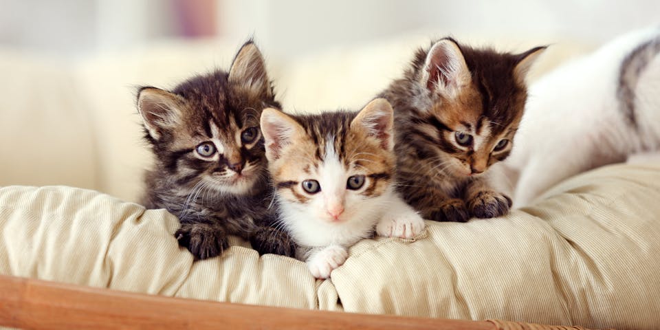 Three fluffy kittens on a bed.