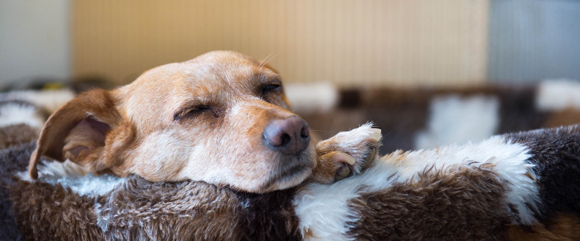 14 of the Best Dog Beds for Large Dogs in 2022