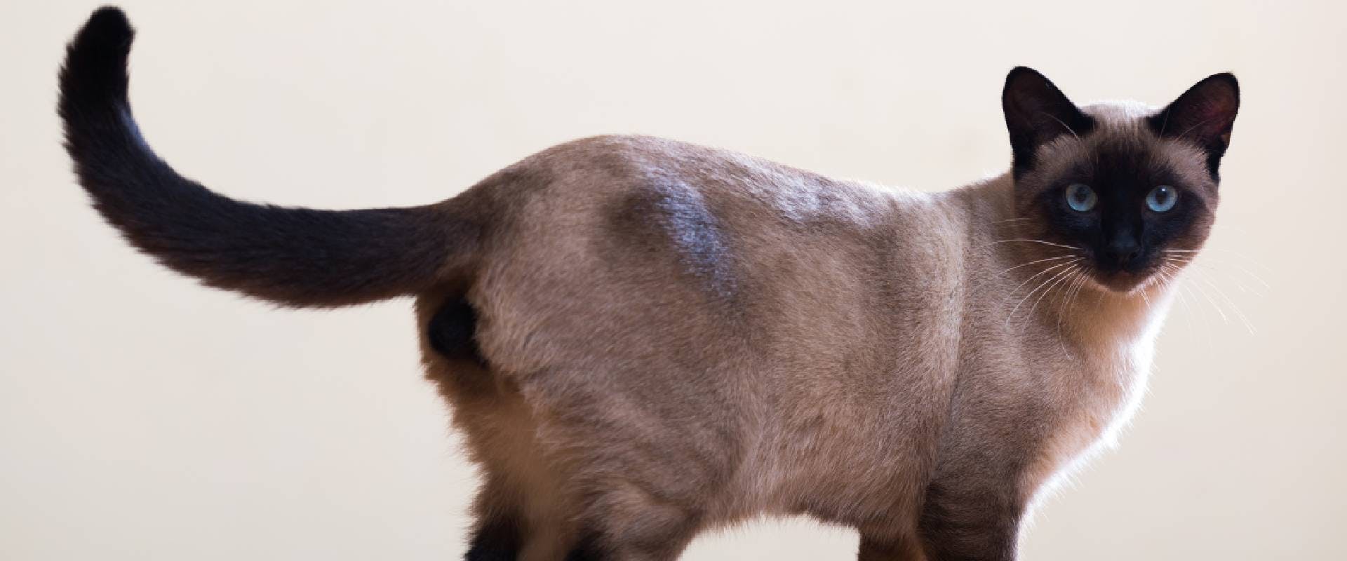 Siamese cat with an up-turned cat tail