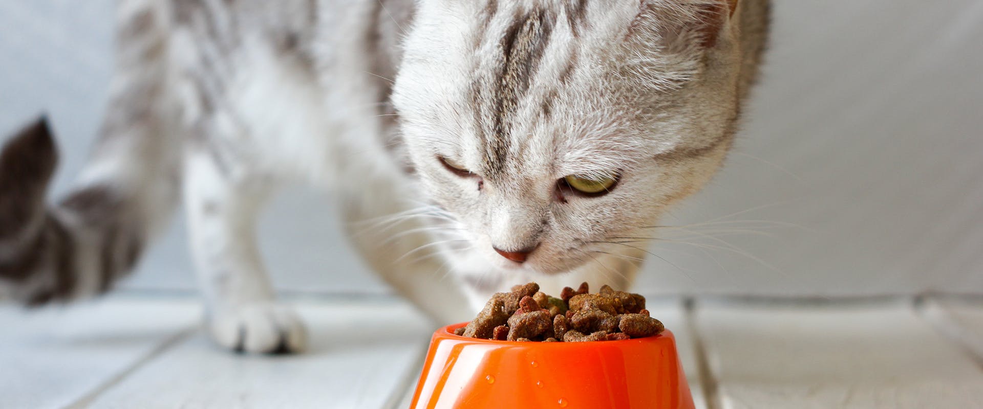 A cat eating a bowl of healthy dry cat food