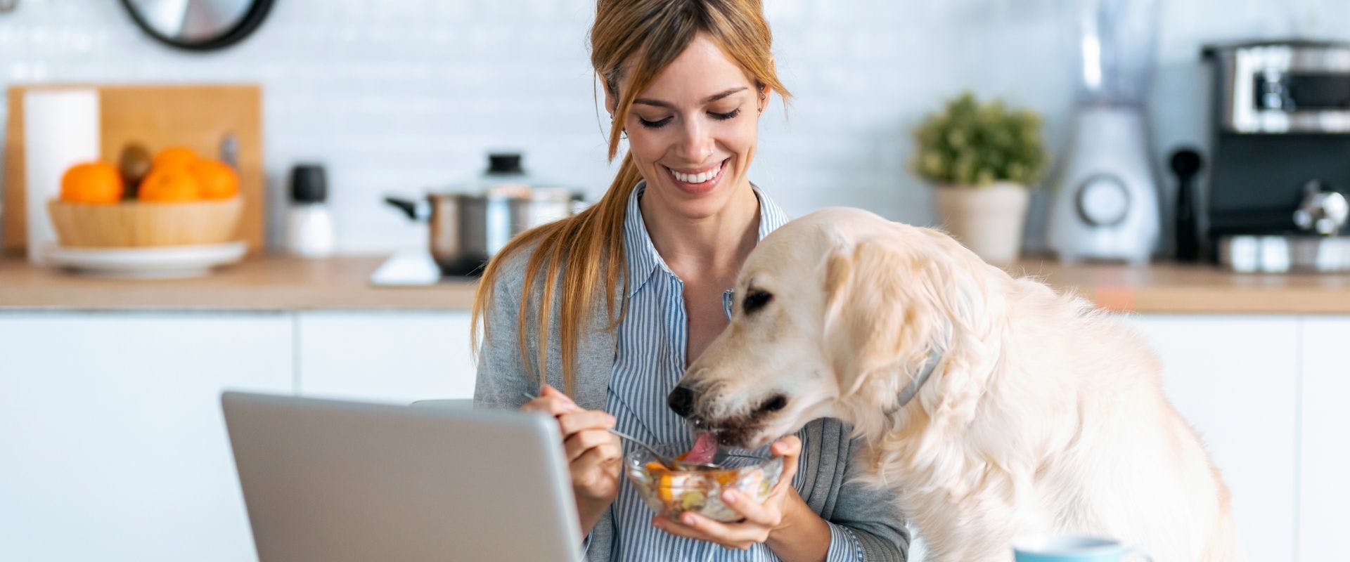 Golden Retriever dog eating yogurt