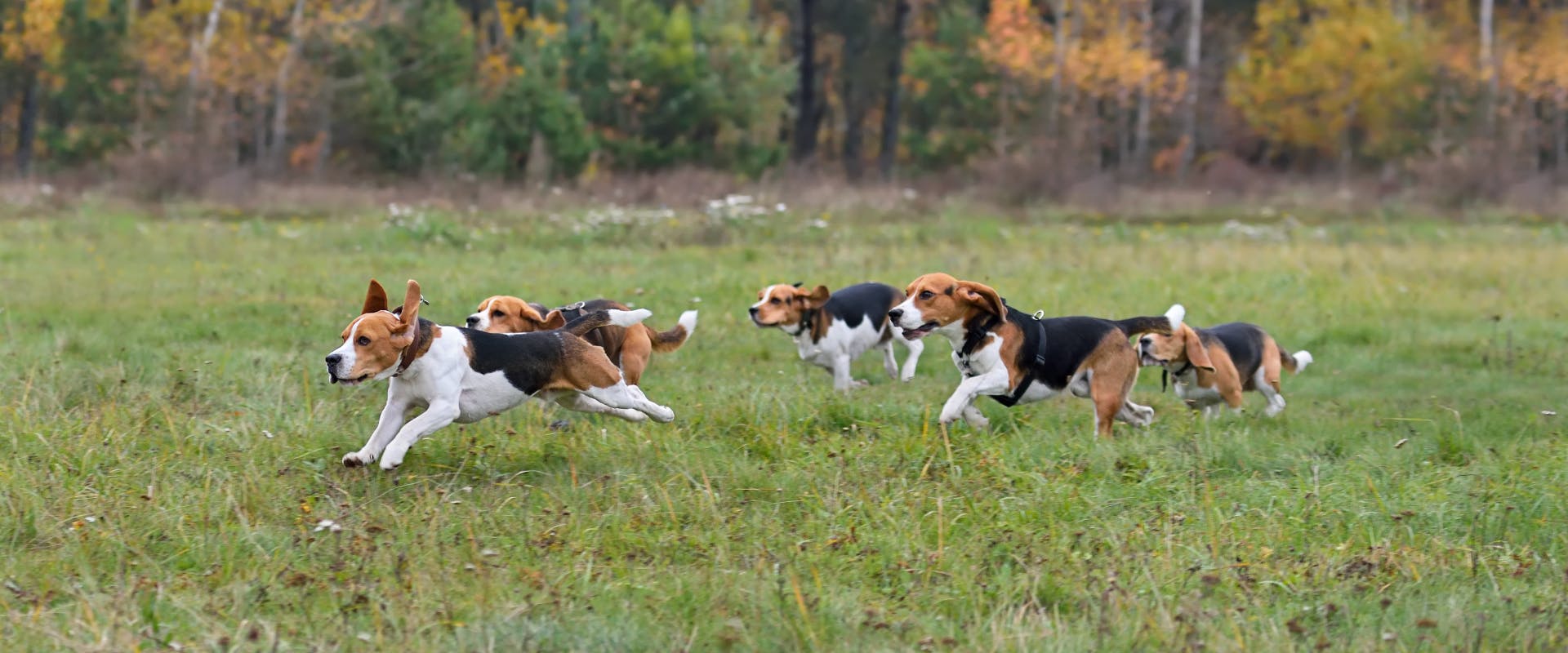 pack of hunting dogs running through a field by a woodland