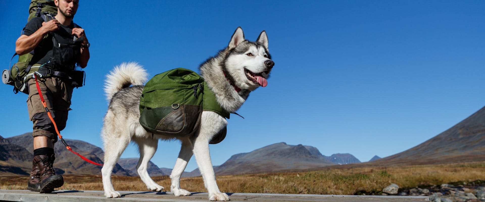Husky wearing a hiking harness and hands free rope leash